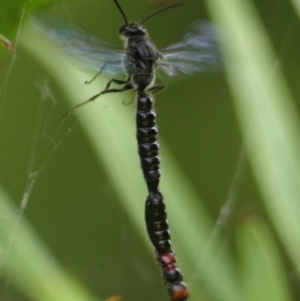 Rhagigaster ephippiger at Braemar, NSW - 13 Jan 2023