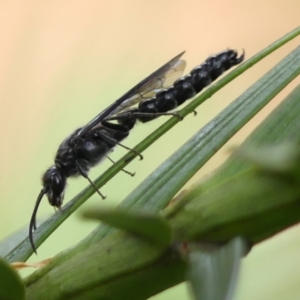 Rhagigaster ephippiger at Braemar, NSW - 13 Jan 2023