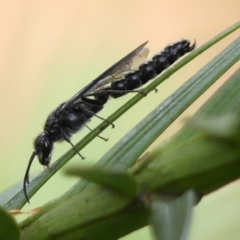 Rhagigaster ephippiger at Braemar, NSW - 13 Jan 2023