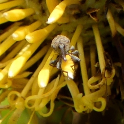 Meriphus sp. (genus) (Flower Weevil) at Wingecarribee Local Government Area - 12 Jan 2023 by Curiosity