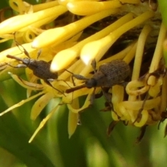 Meriphus sp. (genus) at Braemar, NSW - 12 Jan 2023