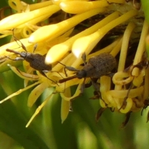 Meriphus sp. (genus) at Braemar, NSW - 12 Jan 2023