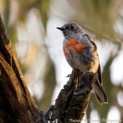 Petroica boodang (Scarlet Robin) at Mulligans Flat - 10 Jan 2023 by KorinneM