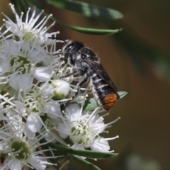 Megachile (Hackeriapis) oblonga (A Megachild bee) at Cook, ACT - 7 Jan 2023 by Tammy