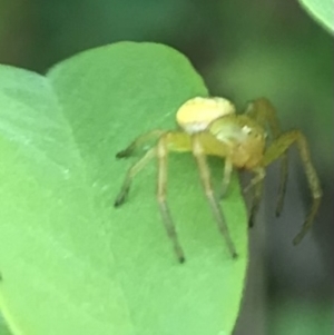 Lehtinelagia sp. (genus) at Dunlop, ACT - 12 Jan 2023