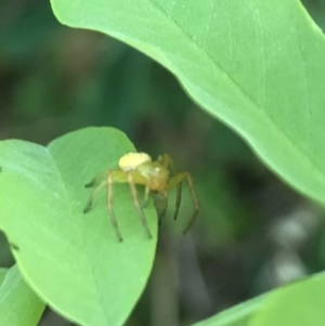 Lehtinelagia sp. (genus) at Dunlop, ACT - 12 Jan 2023