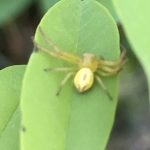 Lehtinelagia sp. (genus) at Dunlop, ACT - 12 Jan 2023