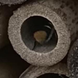 Megachile (Hackeriapis) oblonga at Dunlop, ACT - 8 Jan 2023