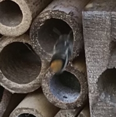 Megachile (Hackeriapis) oblonga at Dunlop, ACT - 8 Jan 2023