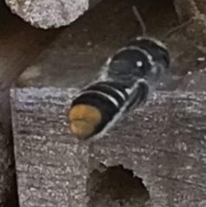 Megachile (Hackeriapis) oblonga at Dunlop, ACT - 8 Jan 2023