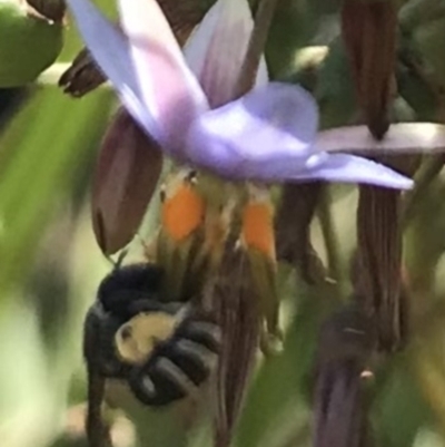 Unidentified Bee (Hymenoptera, Apiformes) at Dunlop, ACT - 4 Jan 2023 by JR