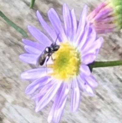 Unidentified Bee (Hymenoptera, Apiformes) at Dunlop, ACT - 14 Jan 2023 by JR