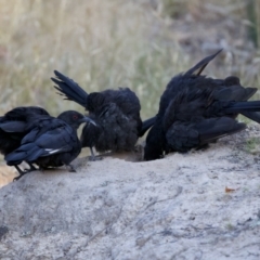 Corcorax melanorhamphos (White-winged Chough) at Mulligans Flat - 10 Jan 2023 by KorinneM