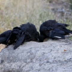 Corcorax melanorhamphos at Forde, ACT - 10 Jan 2023