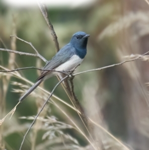 Myiagra rubecula at Molonglo Valley, ACT - 14 Jan 2023