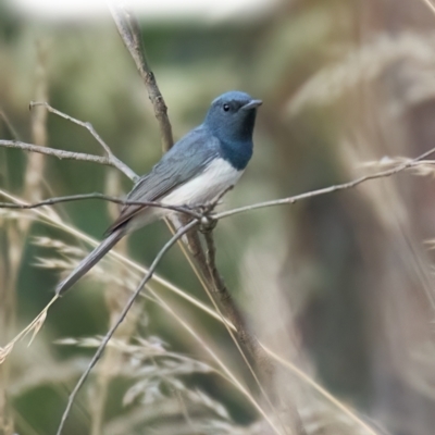 Myiagra rubecula (Leaden Flycatcher) at Block 402 - 14 Jan 2023 by MichaelJF