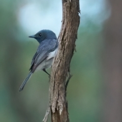 Myiagra rubecula at Molonglo Valley, ACT - 14 Jan 2023