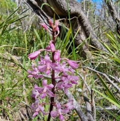 Dipodium roseum (Rosy Hyacinth Orchid) at Deua National Park (CNM area) - 14 Jan 2023 by Csteele4