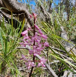 Dipodium roseum at Berlang, NSW - 14 Jan 2023