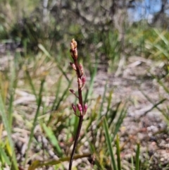 Dipodium roseum at Berlang, NSW - 14 Jan 2023