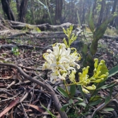 Lomatia ilicifolia (Holly Lomatia) at Krawarree, NSW - 14 Jan 2023 by Csteele4