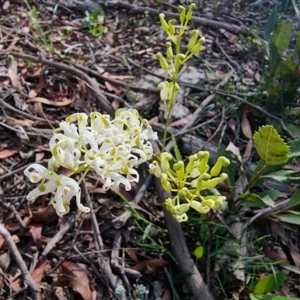 Lomatia ilicifolia at Krawarree, NSW - 14 Jan 2023 05:44 PM