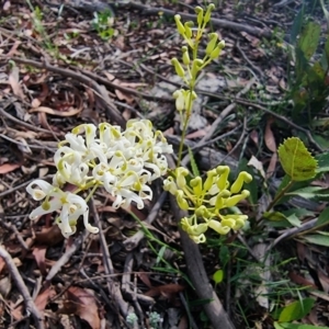 Lomatia ilicifolia at Krawarree, NSW - 14 Jan 2023