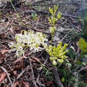 Lomatia ilicifolia at Krawarree, NSW - 14 Jan 2023