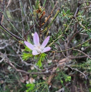 Philotheca salsolifolia subsp. salsolifolia at Krawarree, NSW - 14 Jan 2023