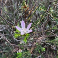 Philotheca salsolifolia subsp. salsolifolia (Philotheca) at Deua National Park (CNM area) - 14 Jan 2023 by Csteele4