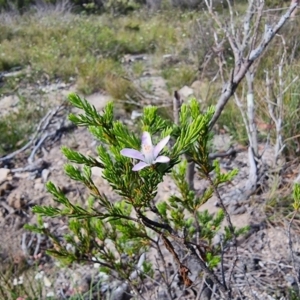 Philotheca salsolifolia subsp. salsolifolia at Krawarree, NSW - 14 Jan 2023