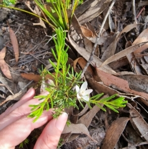 Philotheca salsolifolia subsp. salsolifolia at Krawarree, NSW - 14 Jan 2023