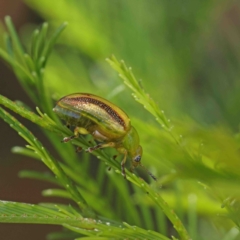 Calomela juncta (Leaf beetle) at O'Connor, ACT - 9 Jan 2023 by ConBoekel