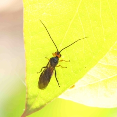 Braconidae (family) (Unidentified braconid wasp) at Dryandra St Woodland - 9 Jan 2023 by ConBoekel