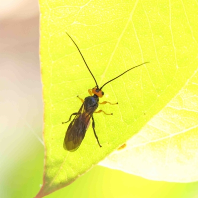 Braconidae (family) (Unidentified braconid wasp) at O'Connor, ACT - 9 Jan 2023 by ConBoekel