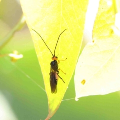 Braconidae sp. (family) at O'Connor, ACT - 9 Jan 2023