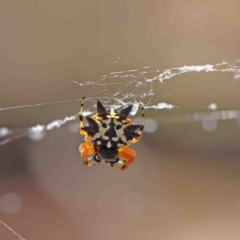 Austracantha minax (Christmas Spider, Jewel Spider) at Dryandra St Woodland - 9 Jan 2023 by ConBoekel