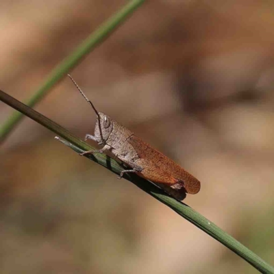 Goniaea opomaloides (Mimetic Gumleaf Grasshopper) at Dryandra St Woodland - 9 Jan 2023 by ConBoekel