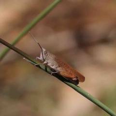 Goniaea opomaloides (Mimetic Gumleaf Grasshopper) at O'Connor, ACT - 9 Jan 2023 by ConBoekel