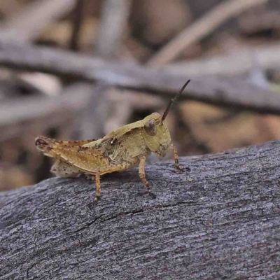 Phaulacridium vittatum (Wingless Grasshopper) at Dryandra St Woodland - 9 Jan 2023 by ConBoekel