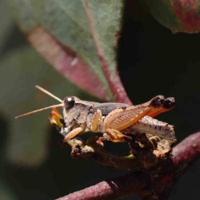 Phaulacridium vittatum (Wingless Grasshopper) at Dryandra St Woodland - 9 Jan 2023 by ConBoekel