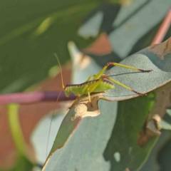 Torbia viridissima (Gum Leaf Katydid) at Dryandra St Woodland - 9 Jan 2023 by ConBoekel