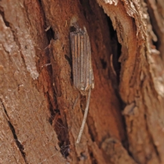 Clania ignobilis (Faggot Case Moth) at Dryandra St Woodland - 9 Jan 2023 by ConBoekel