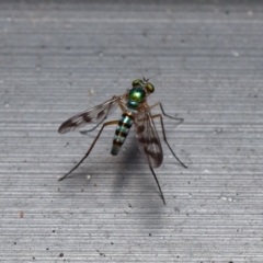 Austrosciapus connexus (Green long-legged fly) at Downer, ACT - 15 Jan 2023 by RobertD