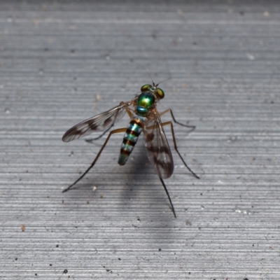 Austrosciapus connexus (Green long-legged fly) at Downer, ACT - 15 Jan 2023 by RobertD