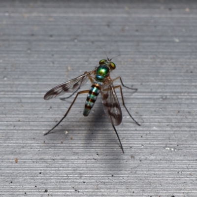 Austrosciapus connexus (Green long-legged fly) at Downer, ACT - 14 Jan 2023 by RobertD