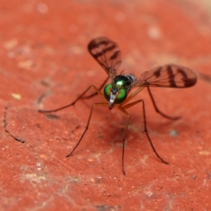 Austrosciapus connexus at Downer, ACT - 15 Jan 2023