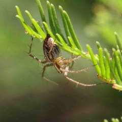 Oxyopes sp. (genus) (Lynx spider) at Dryandra St Woodland - 9 Jan 2023 by ConBoekel