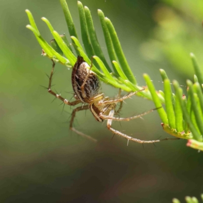 Oxyopes (genus) (Lynx spider) at O'Connor, ACT - 9 Jan 2023 by ConBoekel