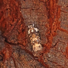 Ardozyga sodalisella (A Gelechioid moth) at Dryandra St Woodland - 9 Jan 2023 by ConBoekel
